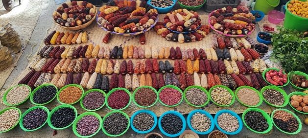 Mexico Bans GM Corn Cultivation in Constitutional Reform: Action Follows Trade Ruling That Ignored Evidence of Genetic Contamination