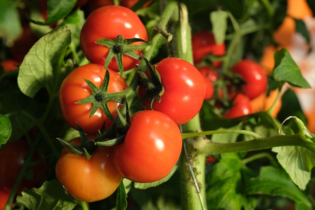 FDA issues tomato recall in 14 states, including Indiana