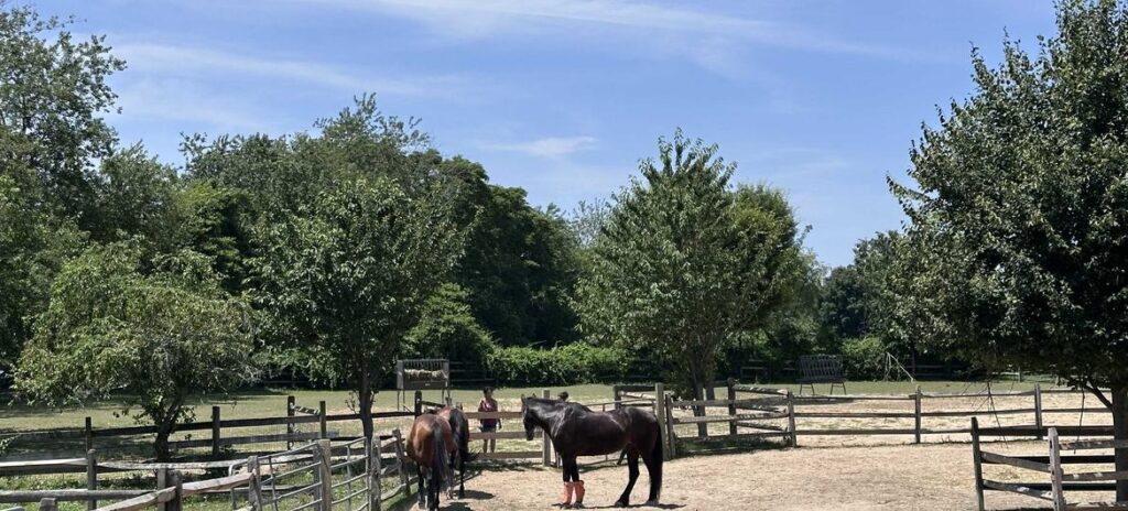 World Horse Day: Honoring humanity’s oldest and most loyal companion