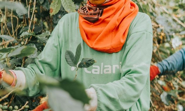 Climate Change Is Coming for Your Morning Coffee