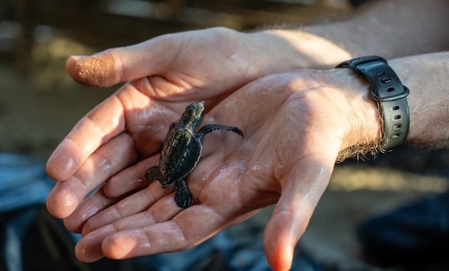 Guardians of the Sea: How GEF Small Grants Program Enables Young Volunteers Take the Lead in Sea Turtle Conservation