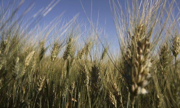 The Grocery Bill Is Calm – The AgriFood System Is Not