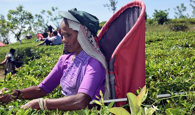 Tea’s Future Depends on Its Farmers