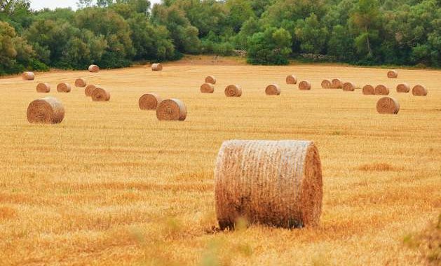 Keep Inputs Moving to Keep Food Affordable