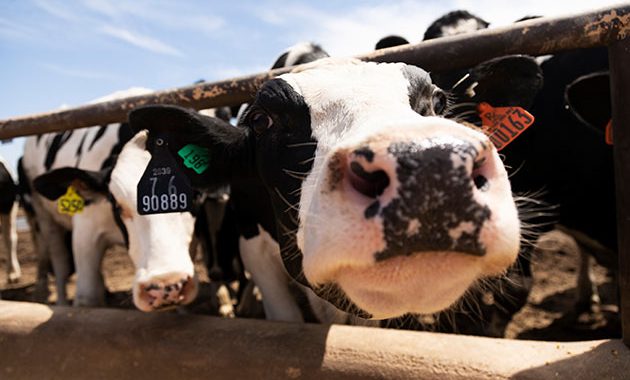 The Forgotten Triumph of Rinderpest Eradication, and the Cost of Ignoring Its Lesson