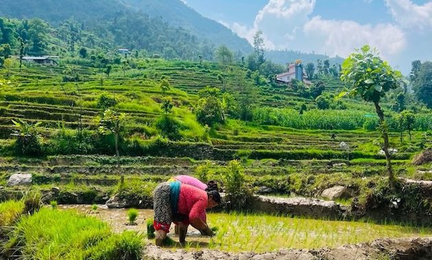 Dry Monsoon in South Asia: Looming Fears of Agricultural Loss, Extreme Heat, and Disaster