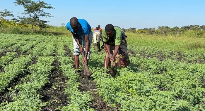 New Chickpea Variety to Drive Climate Resilience in Africa