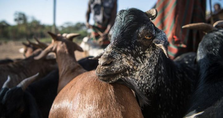 The grass beneath our feet: Why rangelands matter