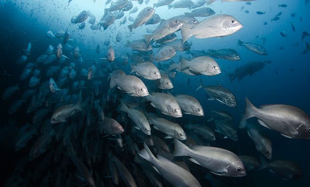 Norway’s Development Rethink Should See Ocean Investment as a Strategic Interest
