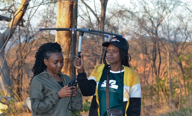 How Saving Cattle in Zimbabwe is Saving Its Lions