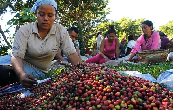 A Stronger Future for Coffee Starts Where It Is Grown