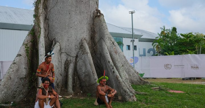 World Lost More Than 7 Million Hectares of Forest in 2025