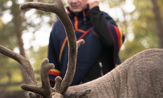 The Sámi People and Reindeer Herding – a Struggle for Sápmi’s Whole Nature