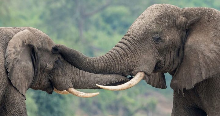 Uganda’s UN-supported wildlife forensics lab turns ivory seizures into convictions